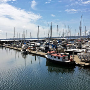 Plover at the Blaine Marina