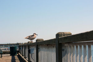 seagull looking out at the Jorgensen Pier
