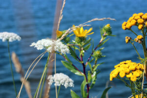 flowers by the Jorgensen Pier