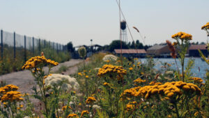 flowers with Jorgensen Pier in the back