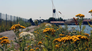 flowers with Jorgensen Pier in the back