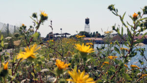 Jorgensen Pier at Blaine by the Sea