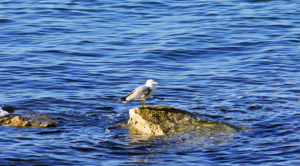 Seagull in washington at Blaine by the Sea