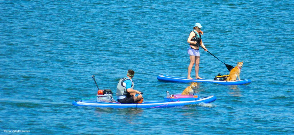 Kayaking with your dogs off Semiahmoo Bay in Blaine