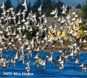 Wings Over Water NW Birding Festival 2022-Blaine WA