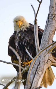 Award Winning Photographer Annie Plueger's "Eagle Drenched"