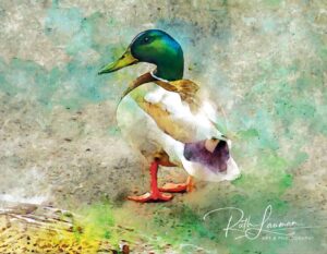 One of 10 pieces of photography and digital art by Ruth Lauman at Blaine Art Gallery for March